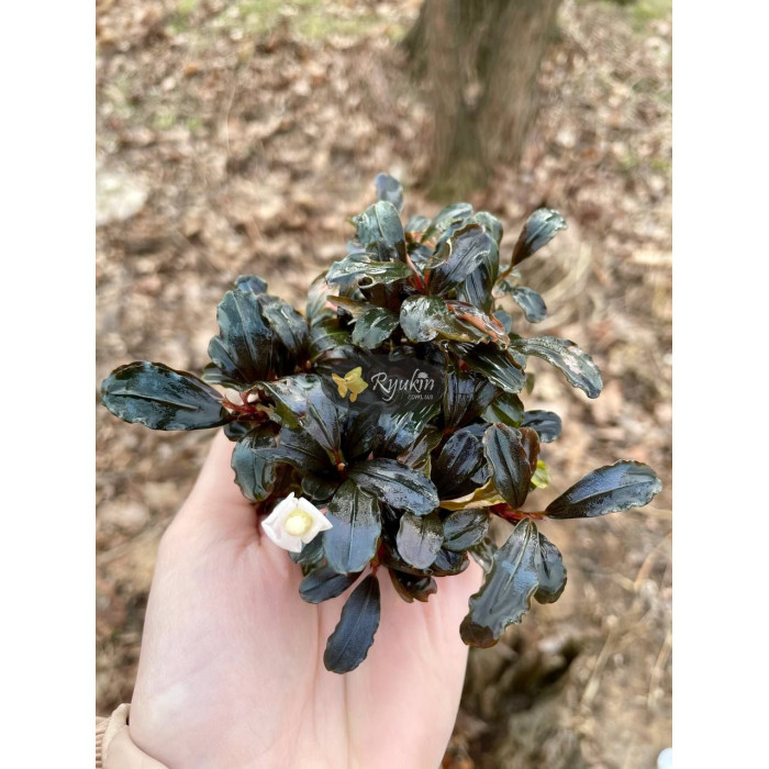 Bucephalandra sp. Hades купити в інтернет магазині Ryukin